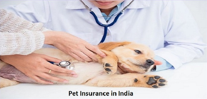 Pet Insurance in India | Best Pet Health Insurance Companies